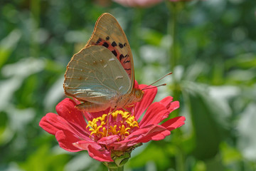 Cardinal butterfly on red zinnia flower