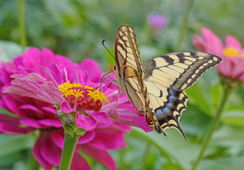 Papilio Machaon butterfly on purple zinnia flower
