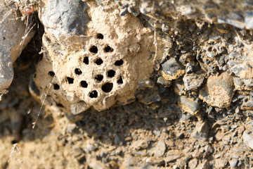 hornet's nest on the rocks