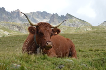 Vache à la montagne