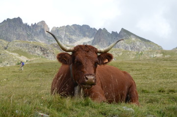 Vache &agrave; la montagne