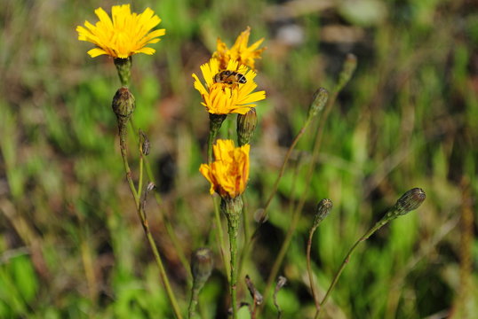 Blumenwiese-Gelbe Bl&uuml;ten
