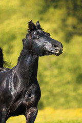 Black horse runs gallop in summer, portrait in motion