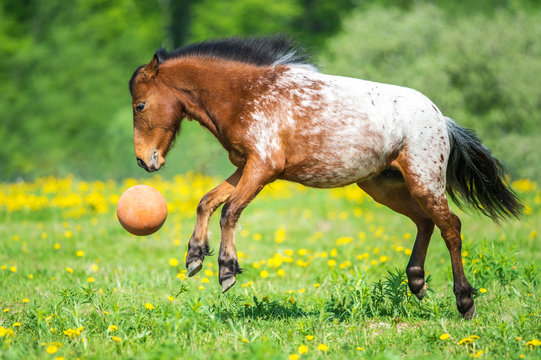 Appaloosa horse playing with a ball on the meadow in summer time
