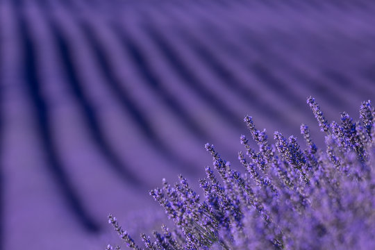 Campos de lavanda