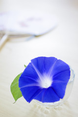青い朝顔