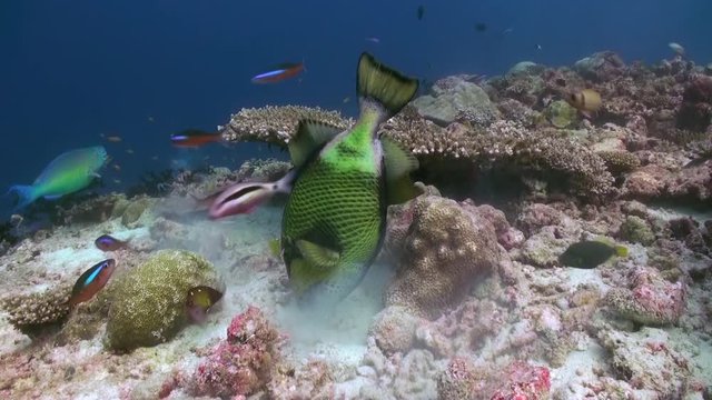 Triggerfish on reef in ocean sea in search of food, is a tropical marine fish belonging to the family Tetraodontidae. Close up.