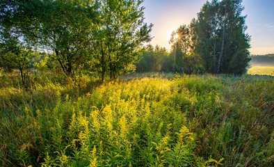 Morning foggy meadow landscape in polish countryside