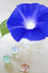 青い朝顔