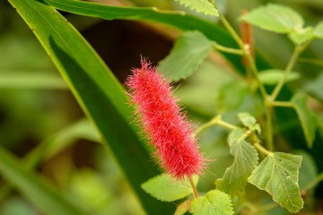 Plant red callistemon