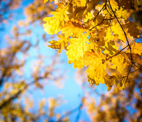 Naklejka na ściany i meble Autumn landscape. Autumn oak leafes, very shallow focus.