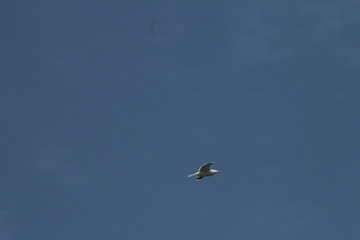 Möwe beim Flug über das Meer