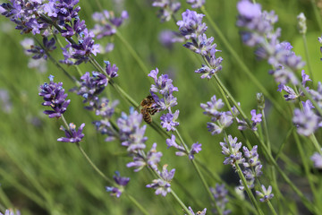 Lavande