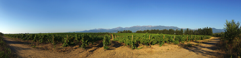 Fototapeta na wymiar vignes de la plaine d'aléria