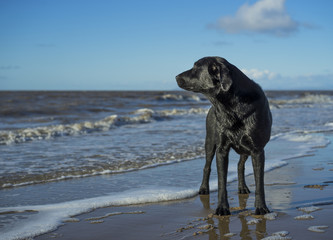 Sea Dog