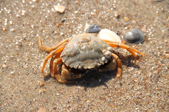 Krabbe