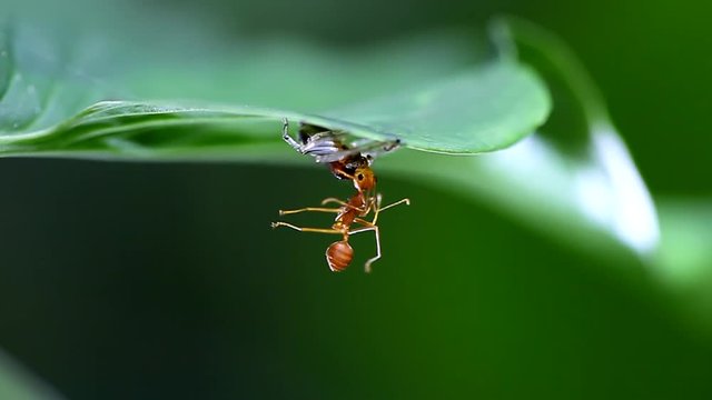 spider eating ant
