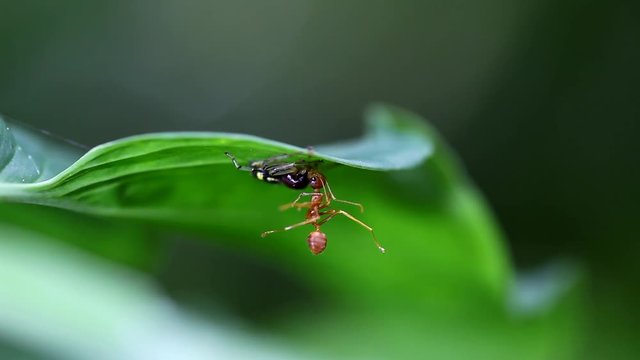 spider eating ant