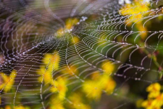 Wasp spider, Argiope, spider web covered by water droplets and dew