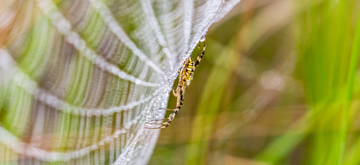 Wasp spider, Argiope, spider web covered by water droplets and dew