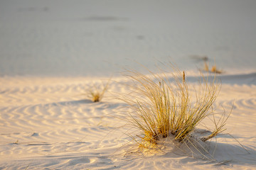 beautiful view of the coastal dunes