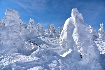 蔵王の樹氷