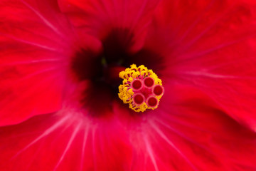 Nahaufnahme einer Hibiskusblüte © stefan030680