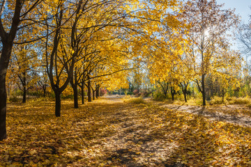 Beautiful autumn parkland