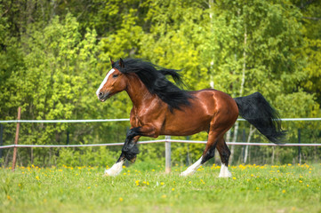 Bay Vladimir Heavy Draft horse runs gallop on the meadow