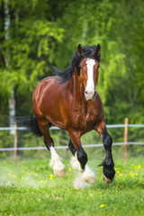 Bay Vladimir Heavy Draft horse runs gallop on the meadow