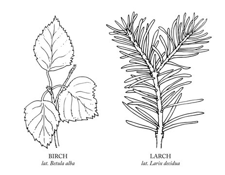Birch branch and larch branch vector. Hand drawn. Botanical sketch.