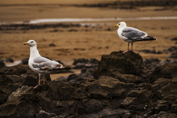 beach gower peninsula