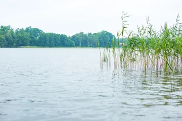 Schilderijen op glas Bad weather and lake shore with reeds © milosz_g