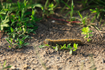 hairy caterpillar crawling on the ground