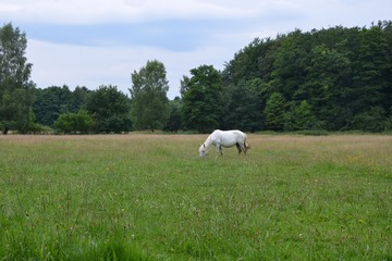 Weißes Pferd auf der Wiese frisst Gras