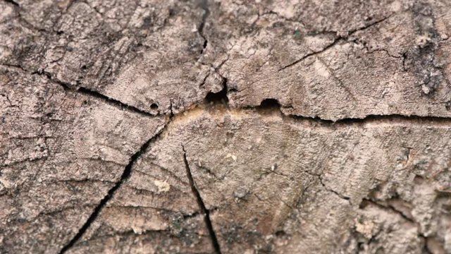 Digger wasps entering and leaving tunnels in wood. Solitary parasitic wasps in the family Crabronidae leaving and returning to burrows in log, shortened sequences