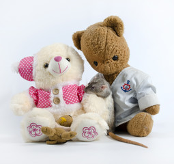 Rats and old soft toys.