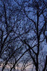 silhouette of tree branches