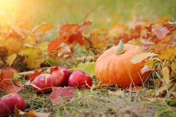 Orange pumpkin with red apples in autumn.