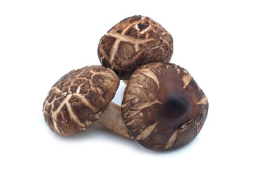 Shiitake mushroom on the White background