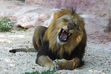 Il ruggito del leone