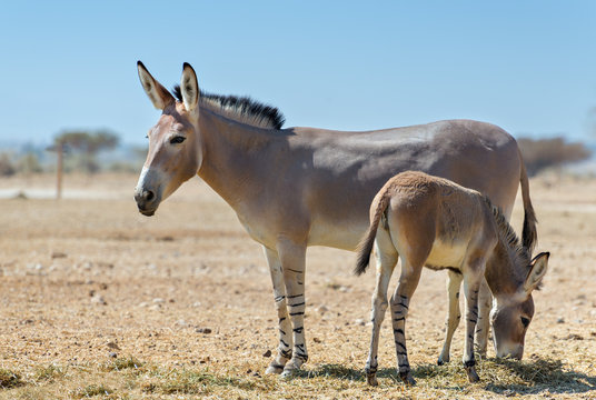 Baby and adult  Somali wild donkey (Equus africanus) inhabits nature reserve near Eilat city, Israel