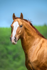 Obraz na płótnie Canvas Golden red Don horse portrait in summer time