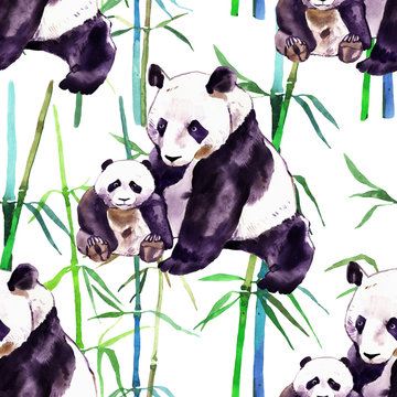 Panda watercolor. Panda bear and baby bear. Panda Bear watercolor illustration isolated on white background