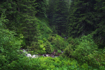 Fototapeta na wymiar Forest and creek as a background. Beautiful natural background in the summer time