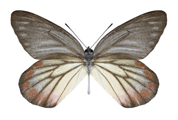 Fototapeta na wymiar Butterfly Delias hyparete indica (female) on a white background