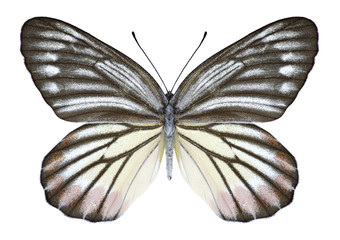 Butterfly Delias hyparete indica (male) on a white background
