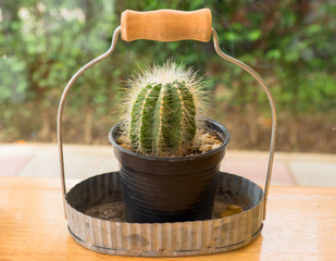 Cactus Plants On the table. vintage style.
