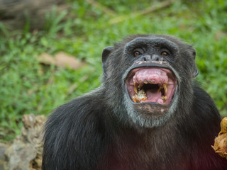close up of a chimpanzee eating durian and laughing