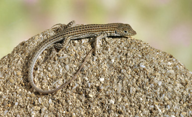 Lizard Ophisops elegans on a stone